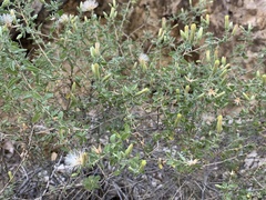 Brickellia desertorum