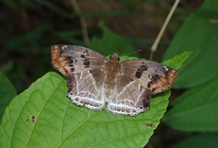 Odontoptilum angulata