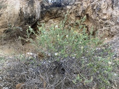 Brickellia desertorum