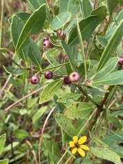 Ilex glabra