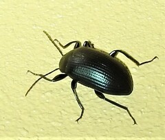 Chalcopteroides