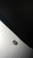 Maladera insanabilis