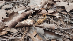 Centruroides limpidus