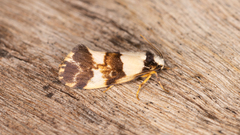 Philenora aspectalella