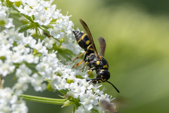 Parancistrocerus pedestris