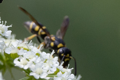 Parancistrocerus pedestris