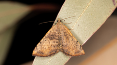 Chrysolarentia mecynata