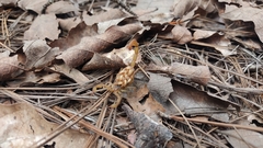 Centruroides limpidus