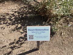 Sphaeralcea ambigua rugosa