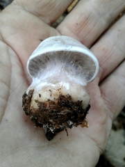 Cortinarius camphoratus