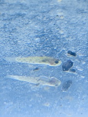 Pseudogobius masago