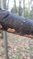 Peniophora incarnata