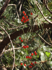 Solanum lyratum