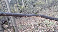 Peniophora incarnata