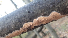 Peniophora incarnata