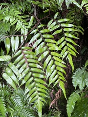 Gymnosphaera podophylla
