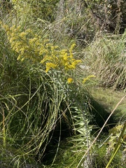 Solidago juliae