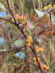 Aronia arbutifolia
