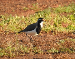 Vanellus tricolor