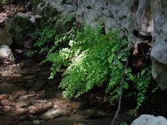 Adiantum capillus-veneris