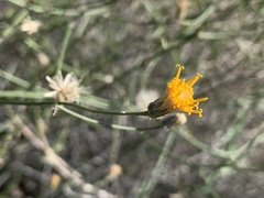 Bebbia juncea aspera