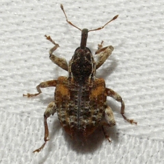 Conotrachelus anaglypticus