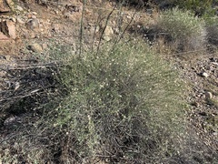 Bebbia juncea aspera