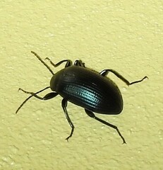 Chalcopteroides