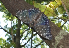 Dichorragia nesimachus