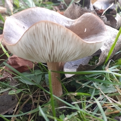 Melanoleuca melaleuca