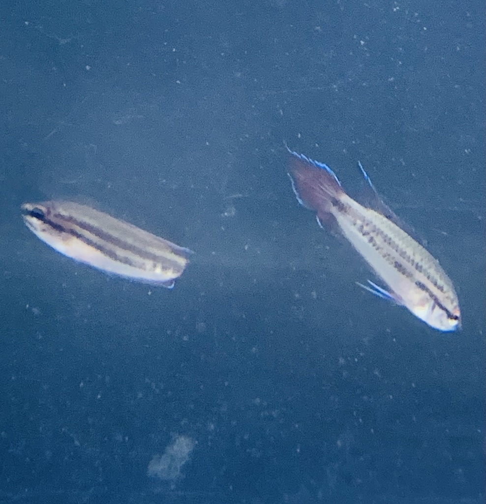 Spiketail paradisefish (Pseudosphromenus dayi) — Osphronemidae
