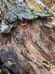 Scutellinia