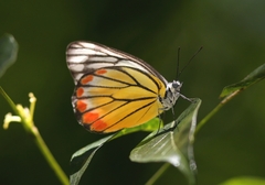 Delias hyparete