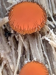 Scutellinia