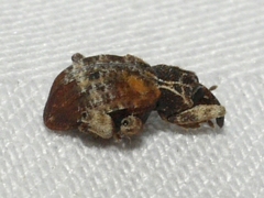 Conotrachelus anaglypticus