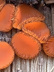 Scutellinia