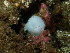 Acanthodoris nanaimoensis
