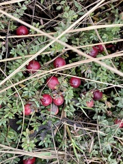 Vaccinium macrocarpon