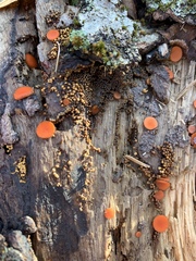 Hemitrichia calyculata