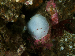 Acanthodoris nanaimoensis