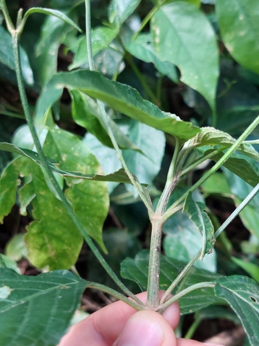 Image of Ruellia macrophylla by (c) Daniel Mesa, some rights reserved (CC BY)