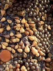 Hemitrichia calyculata