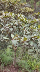 Clethra mexicana