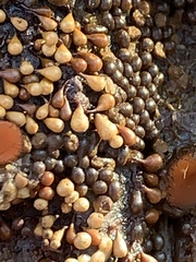 Hemitrichia calyculata