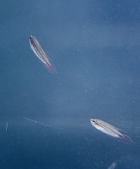 Pseudosphromenus dayi