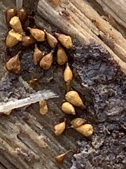 Hemitrichia calyculata