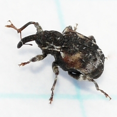 Conotrachelus anaglypticus