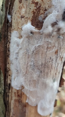 Serpula himantioides