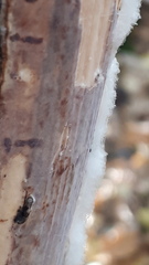 Serpula himantioides