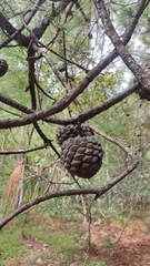 Pinus oocarpa